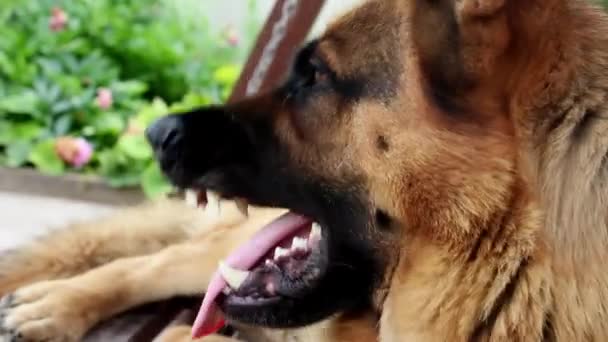 Alman Çoban Köpeğinin Namlu Ağzı Çerçeveye Bakıyor Büyük Sevimli Siyah — Stok video