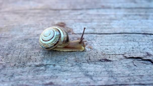 Close Caracol Listrado Rastejando Uma Tábua Madeira — Vídeo de Stock