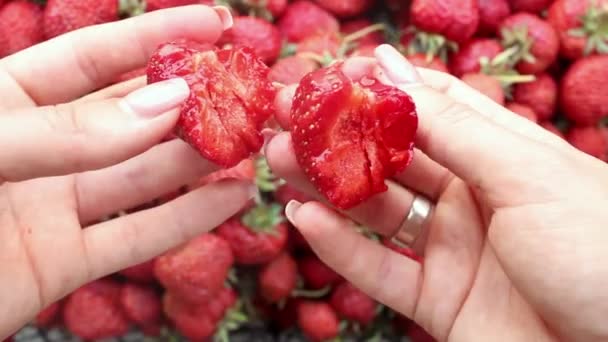 Harvest Juicy Ripe Red Strawberries Hands Break Ripe Strawberries Half — Stock Video