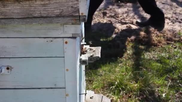 Méz Egy Méhészeti Termék Méhek Repülnek Berepülnek Kerek Bejárat Egy — Stock videók