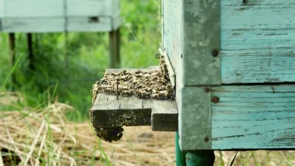 蜂蜜は養蜂製品です ビーズが飛んできて 木のヴィンテージの蜂の丸い入り口に飛んで 親密なビュー ミツバチは蜂の巣の周りを飛び回って — ストック動画