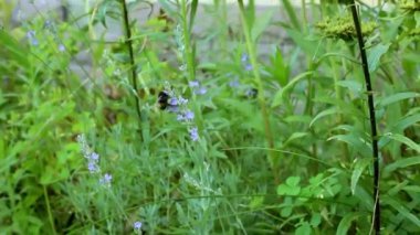 Yaban arısı lavanta çiçeğinin üzerinden uçar. Bir çiçeğin tozlaşması. Seçici odak