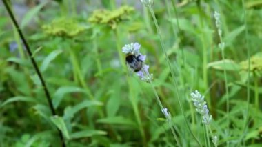 Yaban arısı lavanta çiçeğinin üzerinden uçar. Bir çiçeğin tozlaşması. Seçici odak