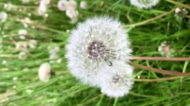 Rüzgâr yeşil çimlerin üzerinde bir karahindibanın üzerine eser. Gözlerinizi çıkarmayın. Rahatlama konsepti. Yumuşak odak