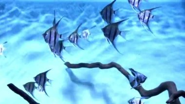 Egzotik tropikal Melek Balığı, Pterophyllum Scalare ağaç dallarıyla akvaryumun mavi sularında yüzer. Pterophyllum scalare, Pterophyllum 'un en yaygın olarak esir tutulan türüdür. Akvaryum balığı.