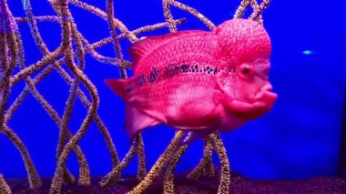 Akvaryumdaki mercanların arka planına karşı çiçek boynuzu balığı. Flowerhorn Cichlid akvaryumda yüzen renkli balıklar. Bu evdeki feng shui 'nin şansını sembolize eden süs balığı..