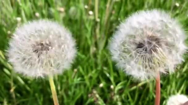 Dos Dientes León Giran Alrededor Eje Sobre Fondo Hierba Verde — Vídeos de Stock