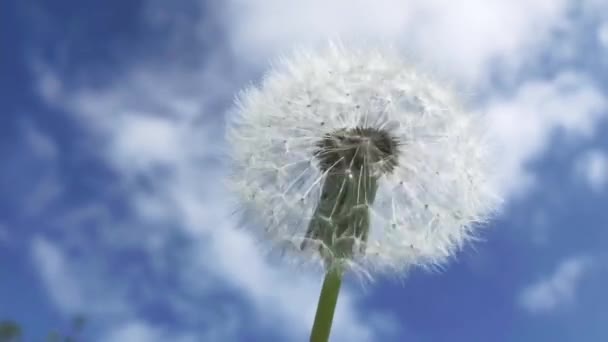 Dandelion Berputar Sekitar Sumbu Pada Latar Belakang Langit Biru Pada — Stok Video