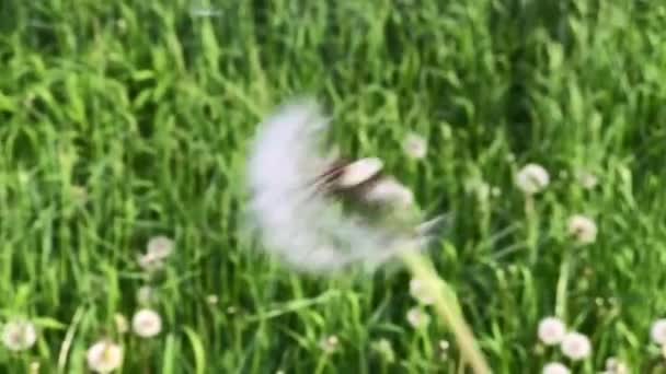 Dandelion Seeds Flying Away Air Blowing Background Green Grass Don — Stock Video