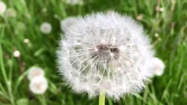 Dandelion Rotates Axis Background Green Grass Sunny Day Don Tear — Stock Video