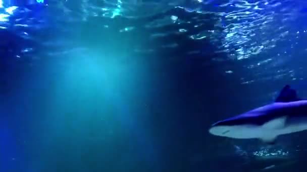 大白鲨在镜头前在水下游泳的特写 — 图库视频影像
