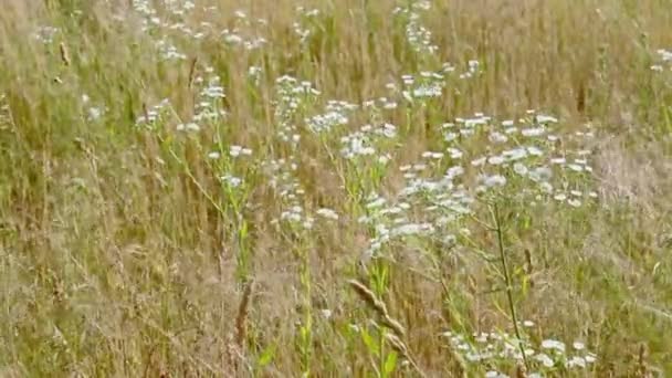 Vildblommorna Skakar Ett Fält Med Kraftig Vind Bakgrund Fält Sommaren — Stockvideo