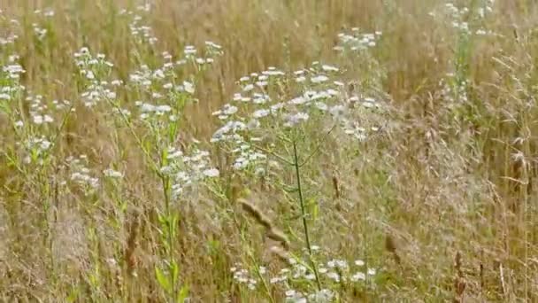 Wilde Bloemen Trillen Een Veld Met Zware Wind Achtergrond Veld — Stockvideo