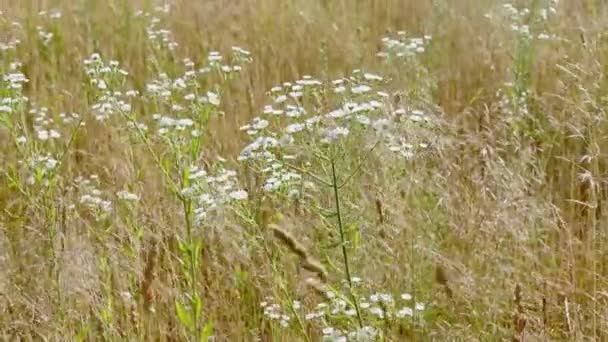 Vildblommorna Skakar Ett Fält Med Kraftig Vind Bakgrund Fält Sommaren — Stockvideo