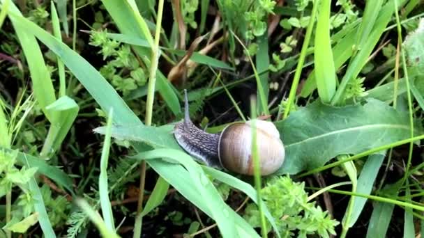 Close Striped Snail Crawling Grass Rain — Stock Video