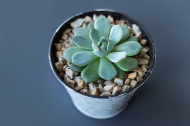 Beyaz gri arka planda dekoratif bir tencerede Echeveria. Echeveria imbricata ya da Blue Rose Echeveria 'yı kapatın, Succulent' in etrafında kahverengi bir taş var, Kaktüs Kaktüsü, Kaktaceae