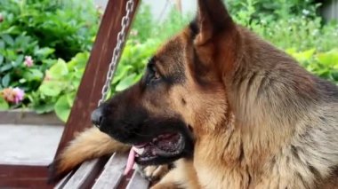 Alman çoban köpeğinin namlu ağzı çerçeveye bakıyor. Büyük, sevimli, siyah ve kahverengi hizmet köpeği Alman çoban köpeği yazın bahçede sallanıyor..