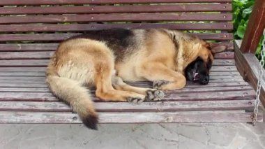 Büyük, sevimli, siyah ve kahverengi hizmet köpeği Alman çoban köpeği yazın bahçede sallanıyor. Köpek eğitimi. Evcil hayvan hayatı kavramı kayıp ve enkaz altındaki insanları arıyor.