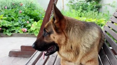 Alman çoban köpeğinin namlu ağzı çerçeveye bakıyor. Büyük, sevimli, siyah ve kahverengi hizmet köpeği Alman çoban köpeği yazın bahçede sallanıyor. Köpek eğitimi. Evcil hayvan hayatı kavramı kayıp ve enkaz altındaki insanları arıyor.