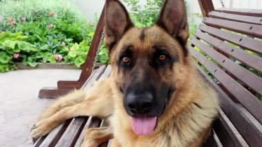 Alman çoban köpeğinin namlu ağzı çerçeveye bakıyor. Büyük, sevimli, siyah ve kahverengi hizmet köpeği Alman çoban köpeği yazın bahçede sallanıyor..