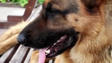 Bir köpeğin ağzını aç ve kapat. Alman çoban köpeğinin namlu ağzı çerçeveye bakıyor. Köpek eğitimi. Evcil hayvan hayatı kavramı kayıp ve enkaz altındaki insanları arıyor.