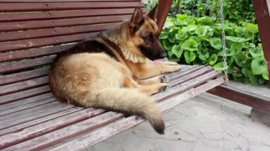 Büyük, sevimli, siyah ve kahverengi hizmet köpeği Alman çoban köpeği yazın bahçede sallanıyor. Köpek eğitimi. Evcil hayvan hayatı kavramı kayıp ve enkaz altındaki insanları arıyor.