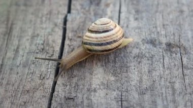 Tahtada sürünen çizgili bir salyangoza yaklaş..