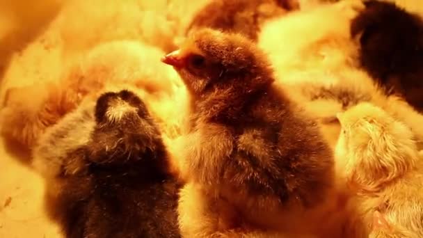 Grupo Pollos Somnolientos Recién Nacidos Diferentes Colores Acurrucaron Una Incubadora — Vídeo de stock