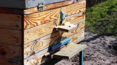 Bal arıcılık ürünüdür. Arılar dışarı uçar ve arıların yakından baktığı ahşap bir arı kovanının yuvarlak girişine uçarlar. Arı kovanlarının etrafında uçuşan bal arıları..