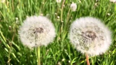 Güneşli bir günde iki karahindiba yeşil çimlerin arka planında bir eksen etrafında döner. Gözlerinizi çıkarmayın. Rahatlama konsepti. Yumuşak odak