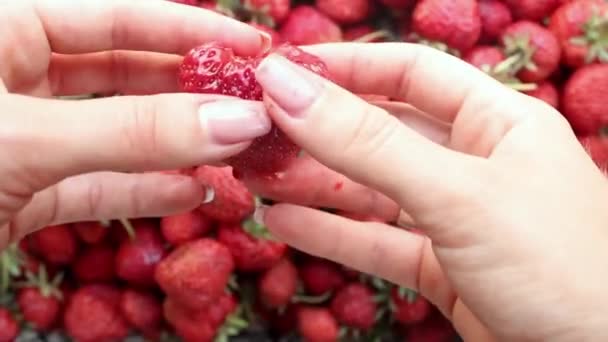 Raccolta Succose Fragole Rosse Mature Mani Rompono Fragole Mature Metà — Video Stock