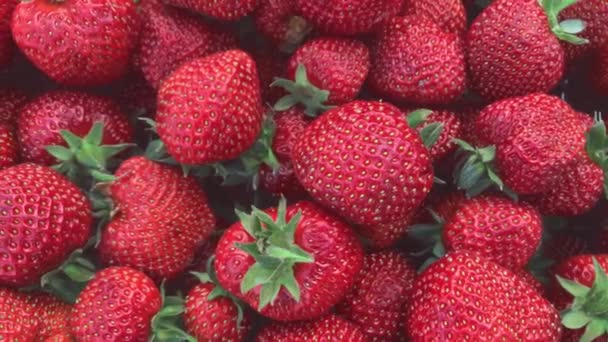 采摘多汁的成熟红草莓 夏天的浆果 健康食品的概念 草莓的背景 靠近点软焦点 — 图库视频影像