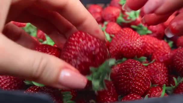 Ernte Von Saftigen Reifen Roten Erdbeeren Sommerbeeren Früchte Das Konzept — Stockvideo