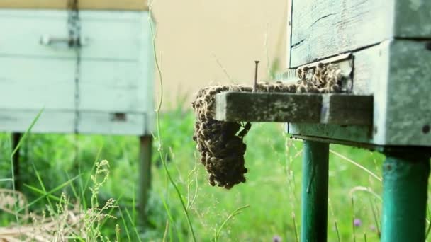 Мед Бджільницький Продукт Бджоли Вилітають Літають Круглий Вхід Дерев Яного — стокове відео