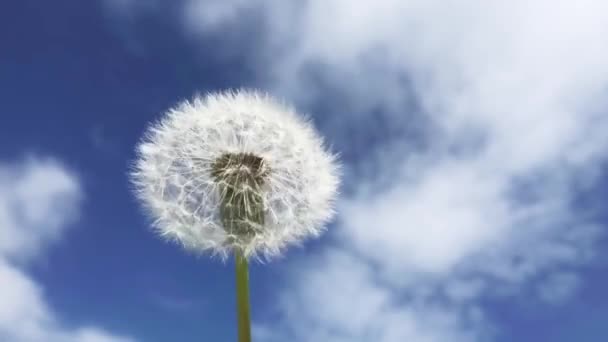 Karahindiba Güneşli Bir Günde Mavi Gökyüzünün Arka Planında Bir Eksen — Stok video