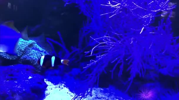 Peixe Palhaço Subaquático Colorido Tropical Paisagem Marinha Amphiprion Clarkii Palhaço — Vídeo de Stock