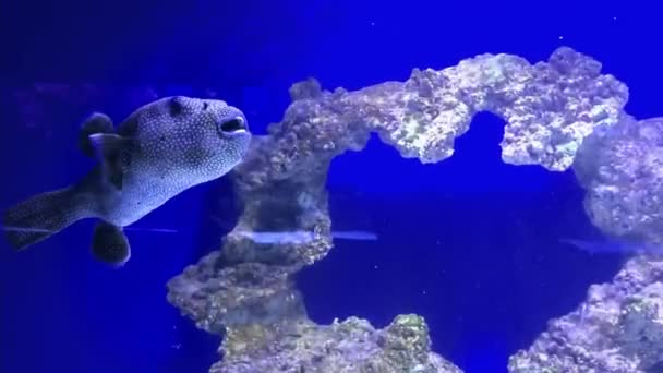 Puffer Fish Fugu Delícia Japonesa Venenosa Vídeo Subaquático Recife Coral — Vídeo de Stock