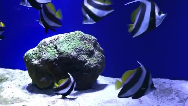 ピテオフィルムの鱗 黒と白の縞と黄色のフィン エキゾチックな熱帯植物の鱗は 水族館の青い水の中で泳ぐ 水族館魚 — ストック動画