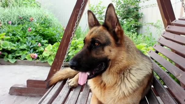 Muzzle German Shepherd Close Looking Frame Big Beautiful Cute Black — Stock Video