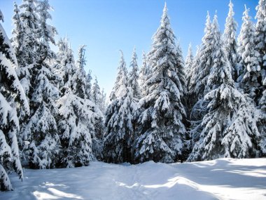 Karpatya Dağları karla kaplı. Karda Noel ağaçları. Kış dağı manzarası
