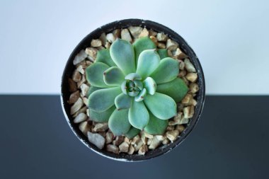 Beyaz gri arka planda dekoratif bir tencerede Echeveria. Echeveria imbricata ya da Blue Rose Echeveria 'yı kapatın, Succulent' in etrafında kahverengi bir taş var, Kaktüs Kaktüsü, Kaktaceae