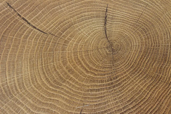 Old Wooden Oak Tree Cut Surface Detailed Warm Dark Brown — Stock Photo, Image