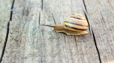 Tahtada sürünen çizgili bir salyangoza yaklaş.