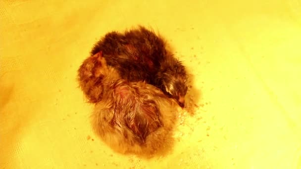 两只不同颜色的新生小鸡挤在一起孵化器里 家禽和养鸡 鸡只防疫注射 — 图库视频影像