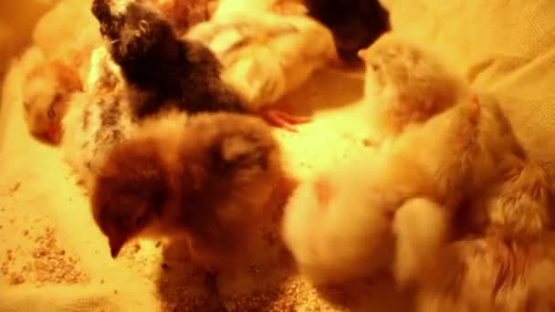 Grupp Sömniga Nyfödda Kycklingar Olika Färg Hopkurade Inkubator Fjäderfä Och — Stockvideo
