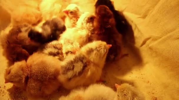 一群昏昏欲睡的不同颜色的新生小鸡挤在一起孵化器 家禽和养鸡 鸡只防疫注射 — 图库视频影像