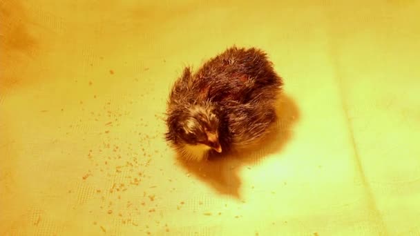 Deux Petits Poulets Nouveau Nés Différentes Couleurs Sont Regroupés Dans — Video