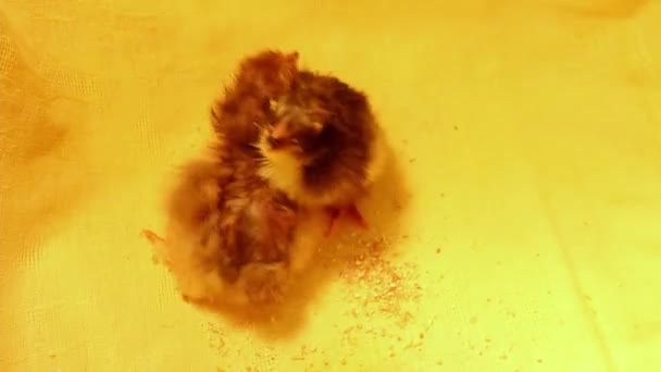 Két Különböző Színű Újszülött Csirke Összebújt Egy Inkubátorban Baromfi Csirke — Stock videók