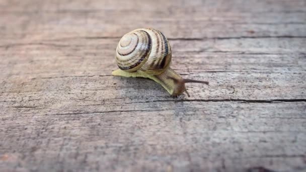 Close Van Een Gestreepte Slak Kruipend Een Houten Plank — Stockvideo