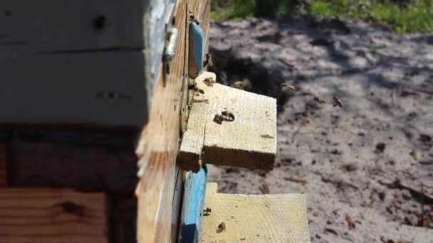 Med Včelařský Produkt Včely Vyletí Ven Vletí Kulatého Vchodu Dřevěného — Stock video